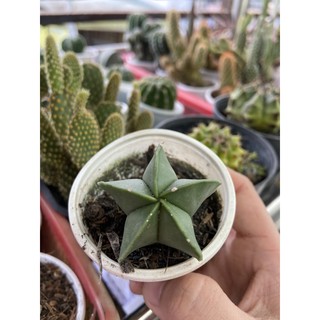 XƯƠNG RỒNG ASTRO SAO ĐẦU XANH