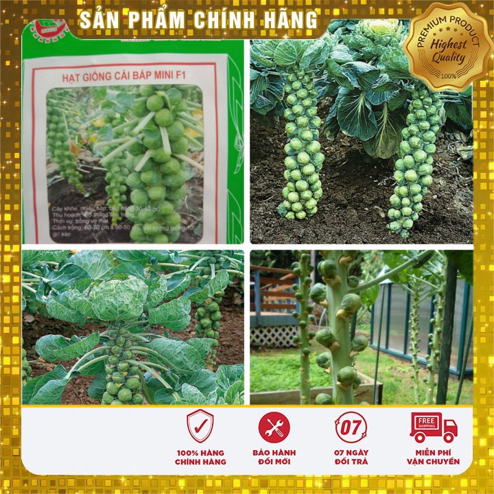 Hạt giống bắp cải mini F1 LUCKY SEEDS - 10 hạt