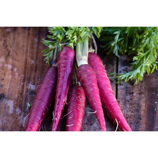 Hạt giống cà rốt tím