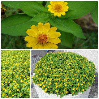 Hạt giống hoa cúc mặt trời - 1 gói 50 hạt - HG1