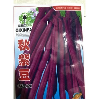 Hạt giống đậu cove tím đài loan cao sản