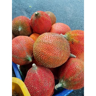 1 kg rưởi gấc nếp ngon nấu xôi - nhiều tinh dầu