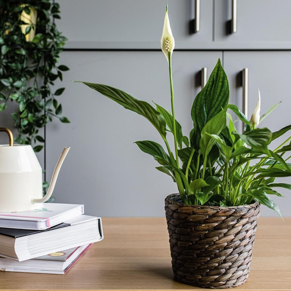 Cây Spathiphyllum wallisii Peace (Lan Ý, Huệ Hoà Bình) chậu thủy sinh 2 lớp