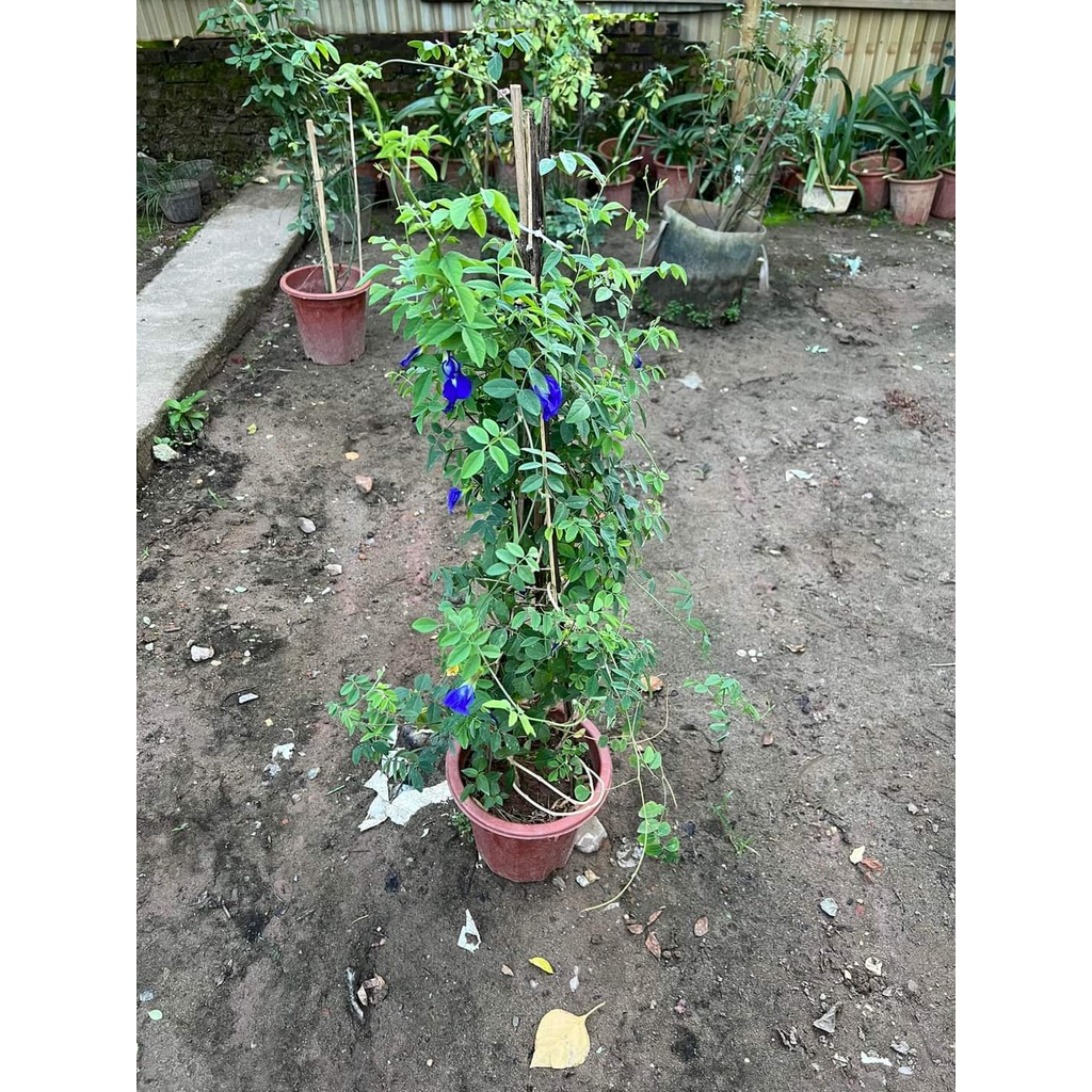 Chậu cây hoa Đậu Biếc xanh size to đã có hoa, làm trà bánh, mỹ phẩm đều rất tốt