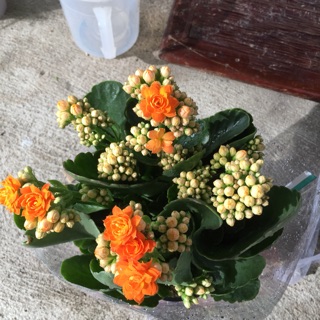 Cây sống đời
