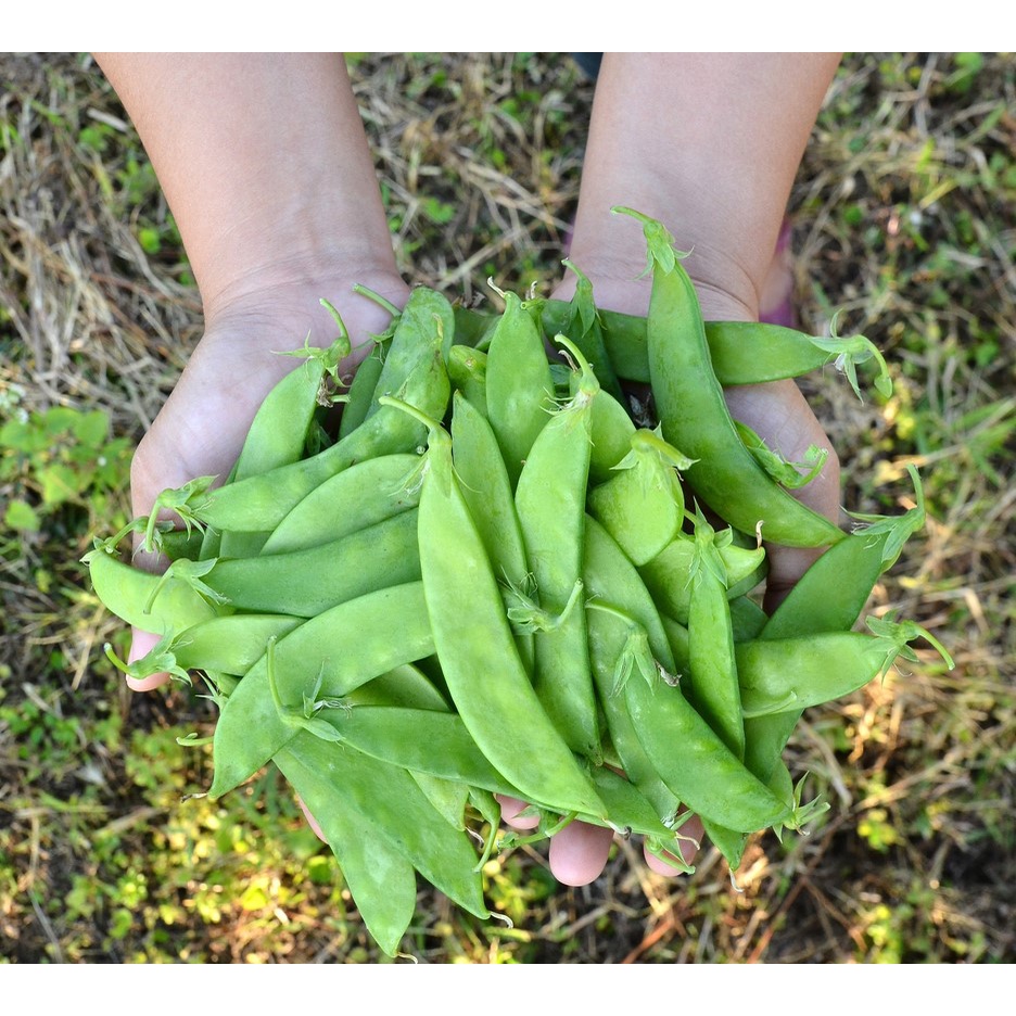 Hạt giống ĐẬU HÀ LAN nguyên túi màng nhôm 30g ~ 100 hạt SIÊU TRÁI