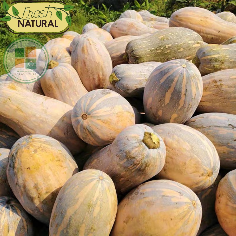 Hạt giống bí ngô mật ong Fuji