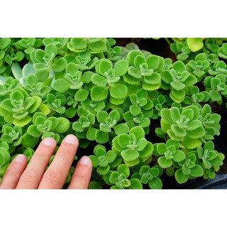 Sen đá Nhất mạt hương bầu nhỏ 6cm