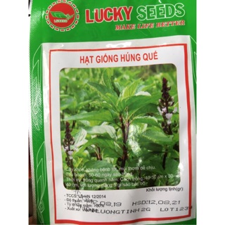 Hạt giống húng quế