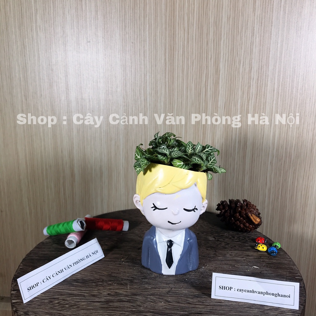 cây xương rồng , cẩm nhung kèm chậu cây con trai áo vest