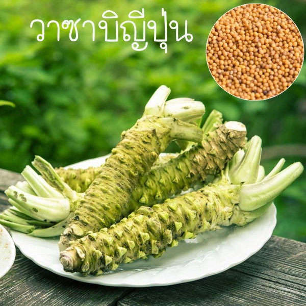 Hạt giống Wasabi Nhật Bản 20 hạt 🌱 Giống chính hãng nhập khẩu.