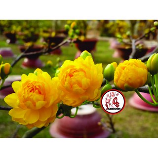 Hoa cúc mai 150 cánh_cây giống ghép