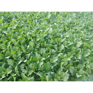 combo 1000 cây hoa cúc giống vàng pha lê