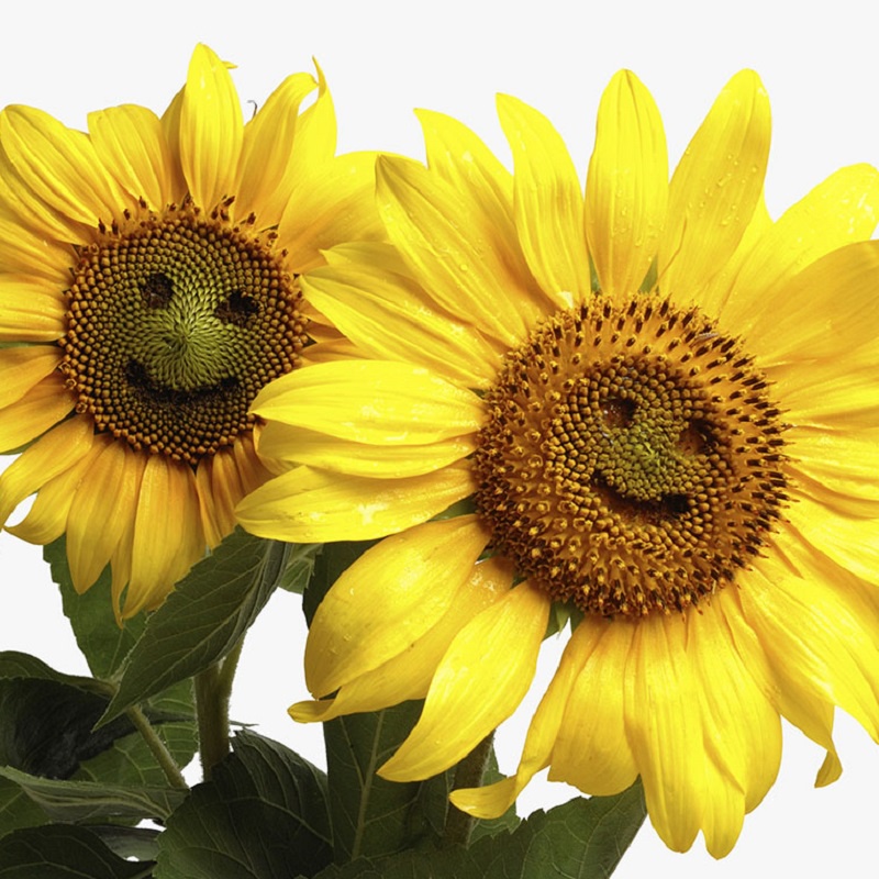 50H  - #Hạt_Giống_Hướng_Dương_Mặt_Cười ( tặng kèm kích mầm và phân bón )