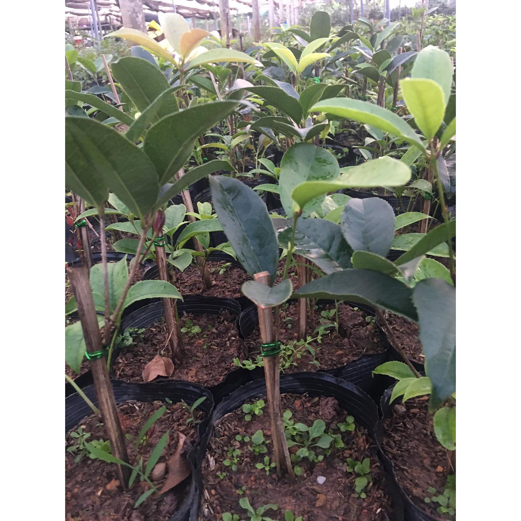 Cây giống mộc hương ta xịn cao khoảng 30cm