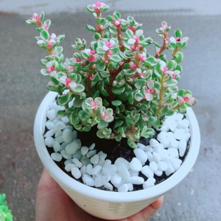 Chậu đô la hồng