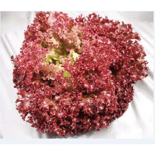 Hạt Giống Rau Xà lách xoăn tím - 1 gói 0.2gram