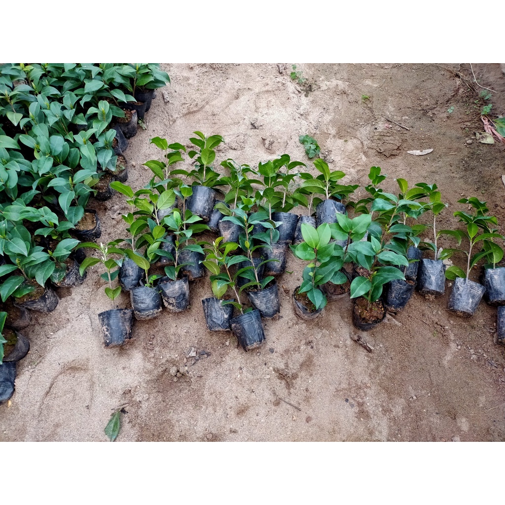 CÂY TRÀ MY GIỐNG- ĐỦ MÀU