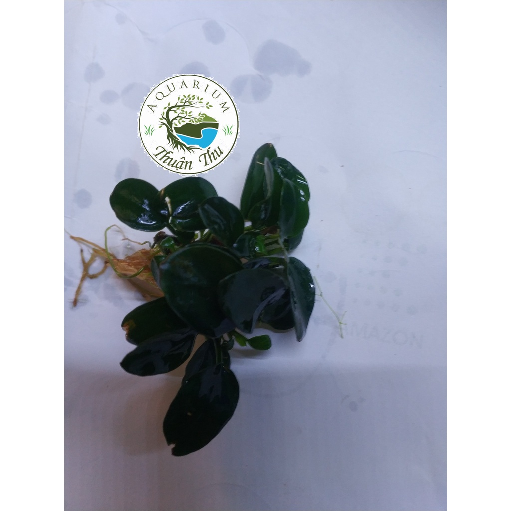 Cây thủy sinh Ráy Nana Petite Nhật