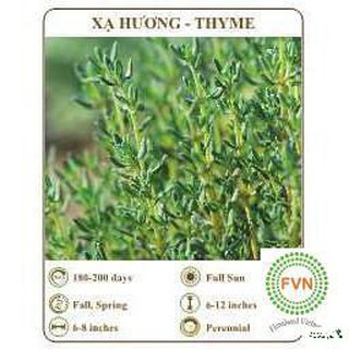 Hạt giống xạ hương - thyme - THE XANH Luckyy.