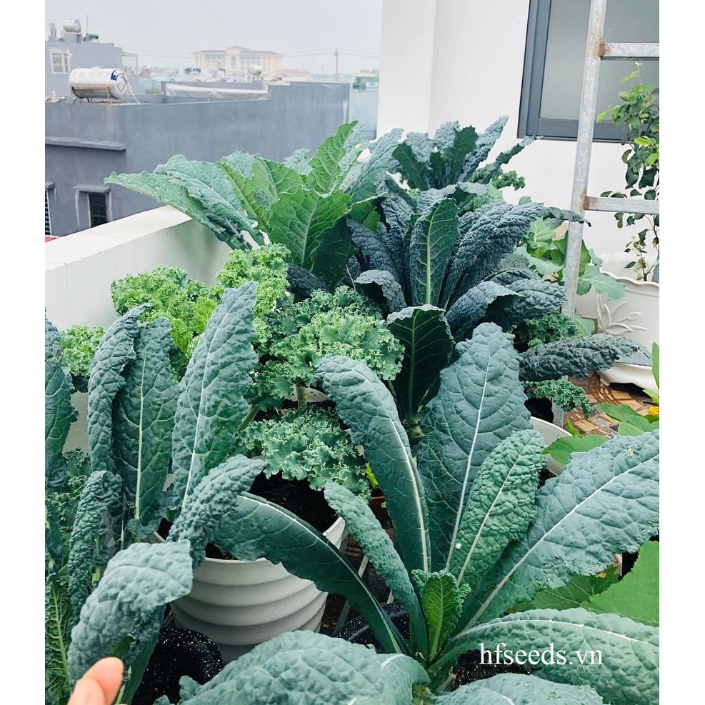 Combo 125 hạt cải kale mix 4 loại ngon nhất - tỷ lệ nảy mầm 90%