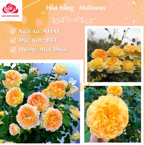 Hoa hồng Molineux rose màu vàng cam sang trọng- Vườn Hoa Melinhrose