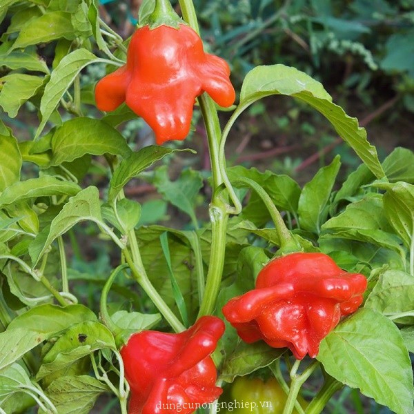 [GIÁ GỐC] Hạt Giống Ớt Hoa Hồng Nhiều Màu - 10 hạt