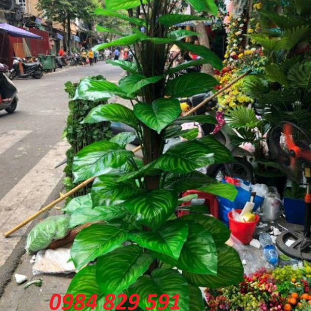 Trầu bà leo cột 1.6m, cây lá to, tán dày-Cây giả