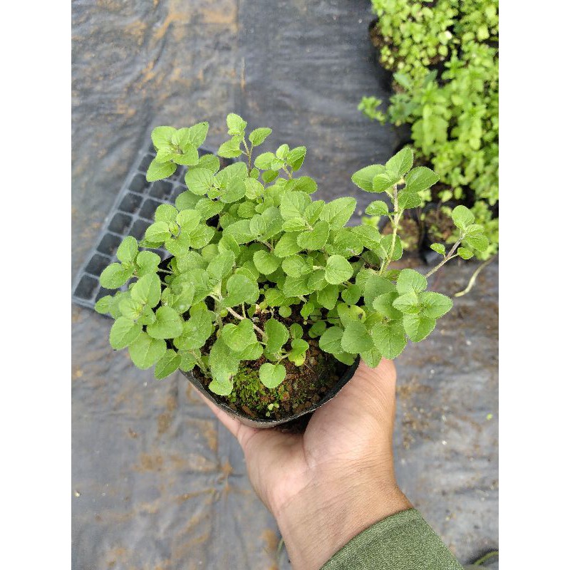 Cây kinh giới - Oregano