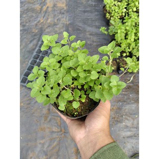 Cây kinh giới - Oregano