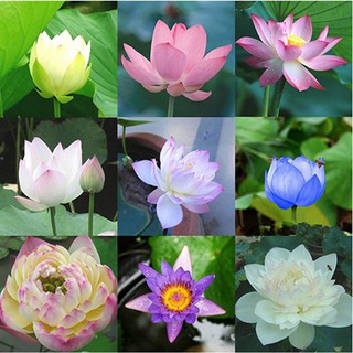 5 HẠT GIỐNG HOA SEN MINI NHẬT
