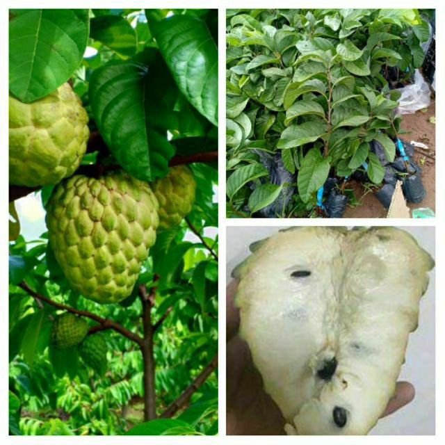 Cây na Thái Lan ,na khổng lồ