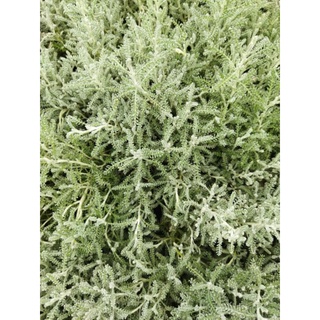 Chậu cứng Santolia - Lavender cotton