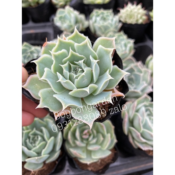 Cây sen đá hồng sa mạc , qua lụa bắp cải xanh  🌵 ⚡  ❤