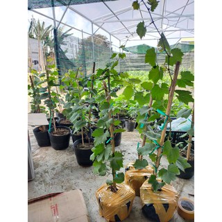 Cây Giống Nho Kẹo 126 [ Cao 1met ]