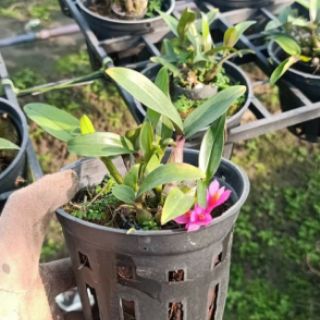 Hoa phong lan den hibiki