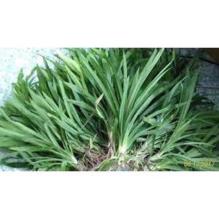 Cây giống lá nếp thơm
