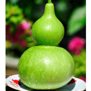 10H - HẠT GIỐNG BẦU HỒ LÔ