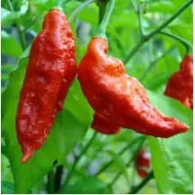 5 Hạt Giống Ớt Ma Siêu Cay Brut Jolokia tặng kích mầm