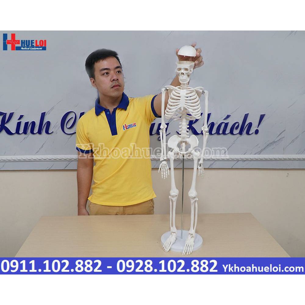 MÔ HÌNH GIẢI PHẪU HỆ XƯƠNG NGƯỜI 85CM