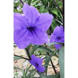 cây hoa chiều tím( 5 cây)