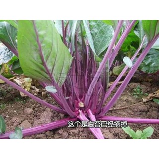 hạt giống cải ngồng tím 500 hạt