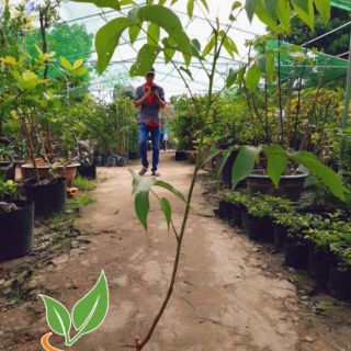 Cây giống óc chó đã ra trái