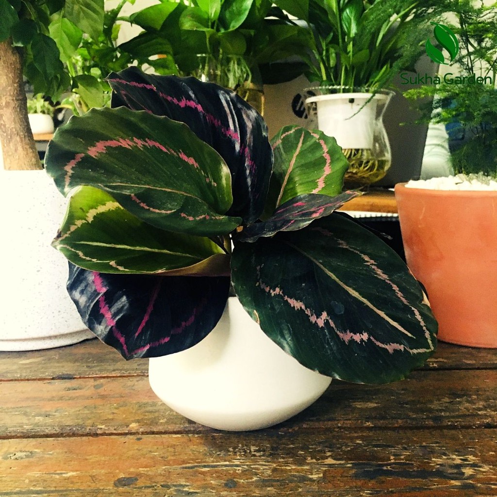 Cây Đuôi Công Tím Calathea Medallion để bàn kèm chậu gốm tráng men