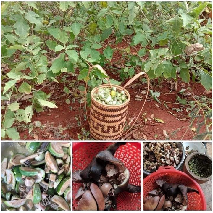 Cà Đắng Tây Nguyên  ( 1kg)