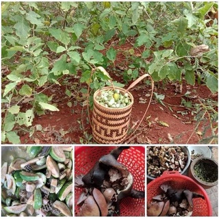 Cà Đắng Tây Nguyên