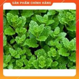 HẠT GIỐNG HÚNG BẠC HÀ GÓI 0,1G