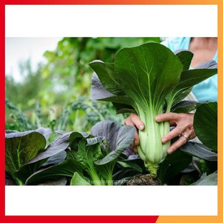 Hạt giống cải chít đỏ - 2gr