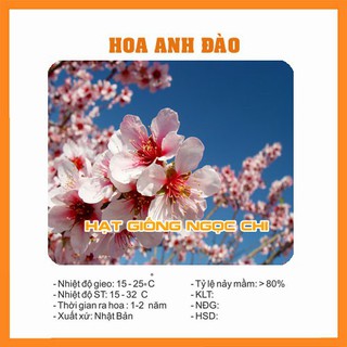 Hạt Giống Hoa Anh Đào (Hạt Giống Ngọc Chi) - 5 Hạt