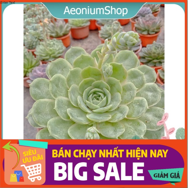 [ Ở ĐÂY CÓ 1 CHIẾC SEN ĐẸP ] SEN ĐÁ NGỌC BÍCH ✨ SEN XINH SIZE 15 cm ĐÃ THUẦN KHÍ HẬU